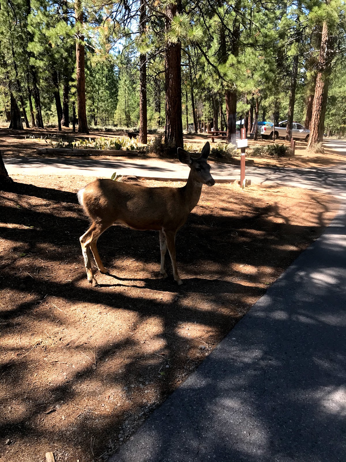 Emigrant Group Campground