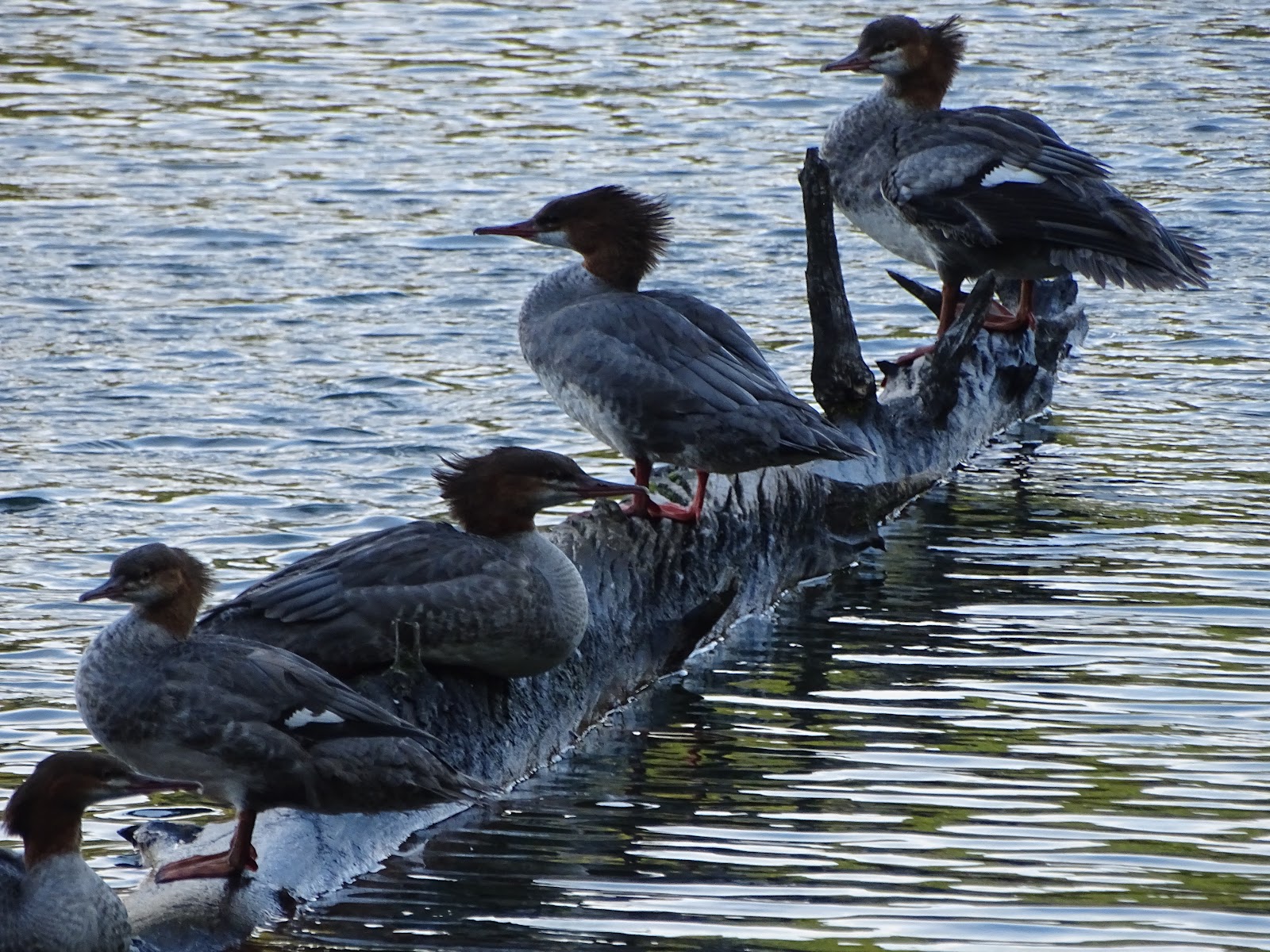 Little Beaver Lake Campground