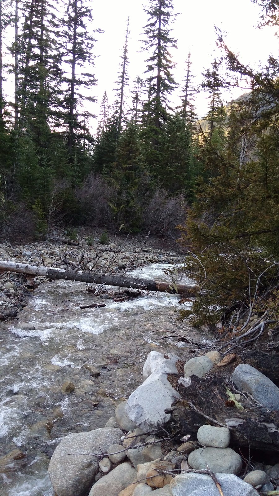 Black Pine Horse Camp