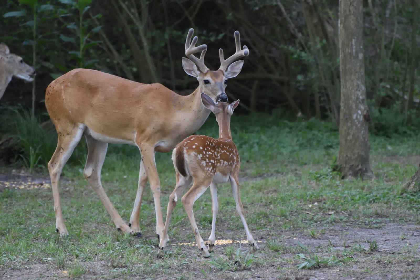 Shady Oaks RV Resort