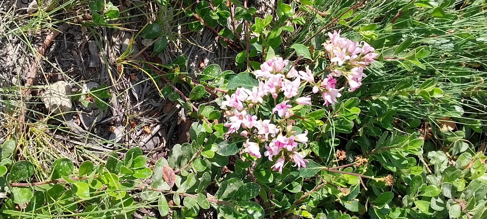 Sam T Billings Campground