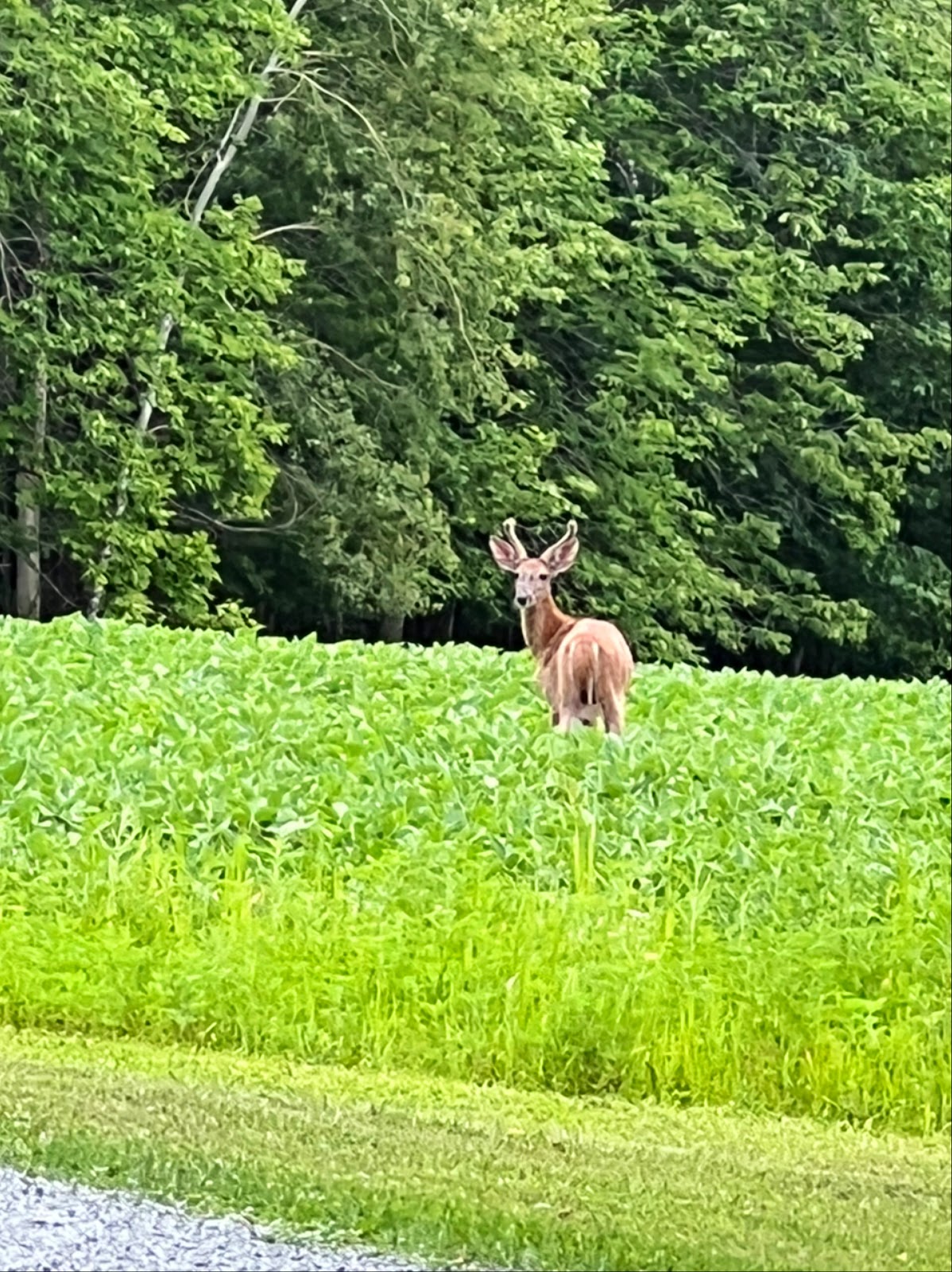 Flambeau Ridge Campground