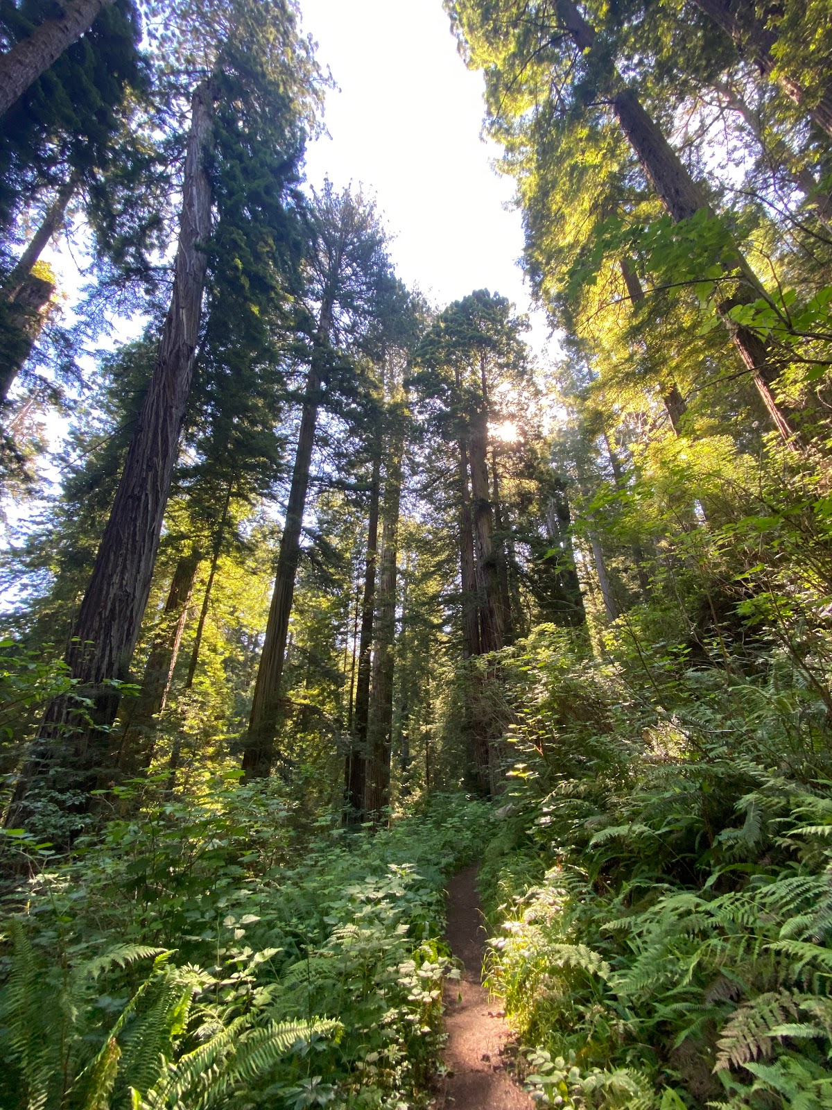Mill Creek - Redwood National and State Park