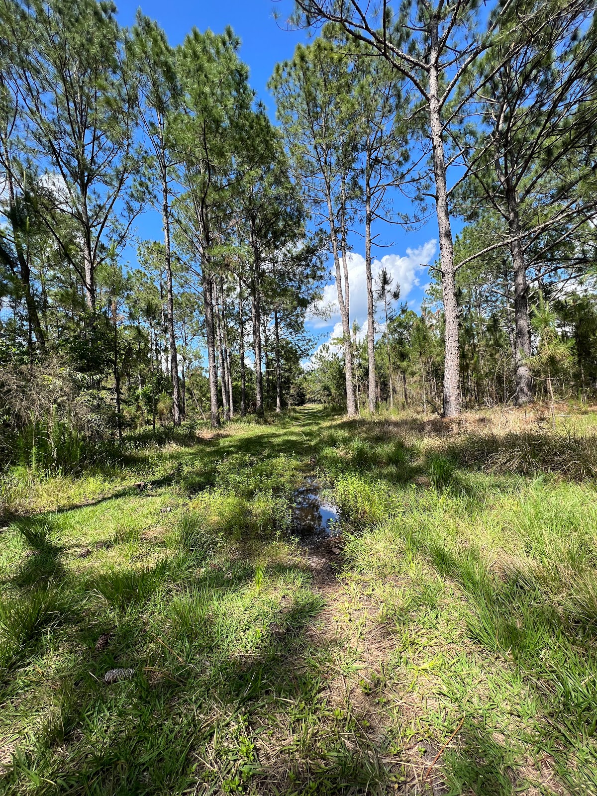 Cypress Creek Preserve