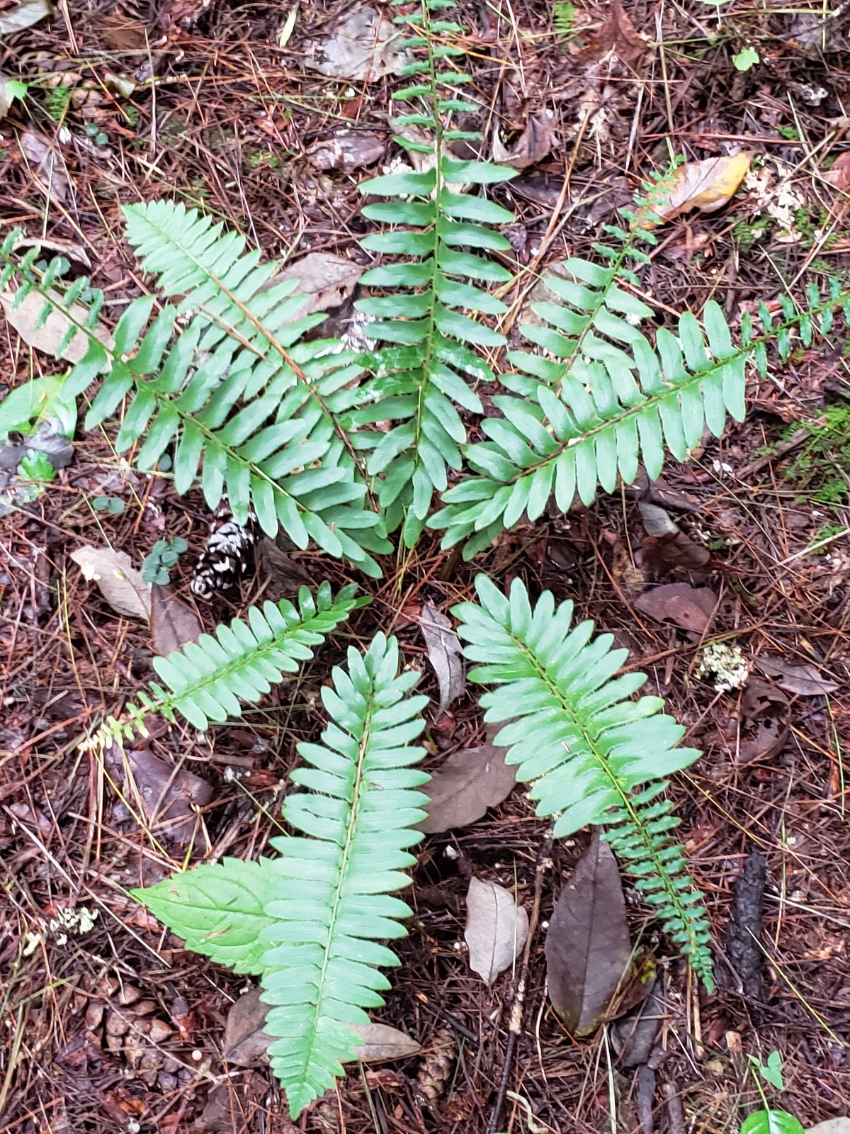 North Creek Campground