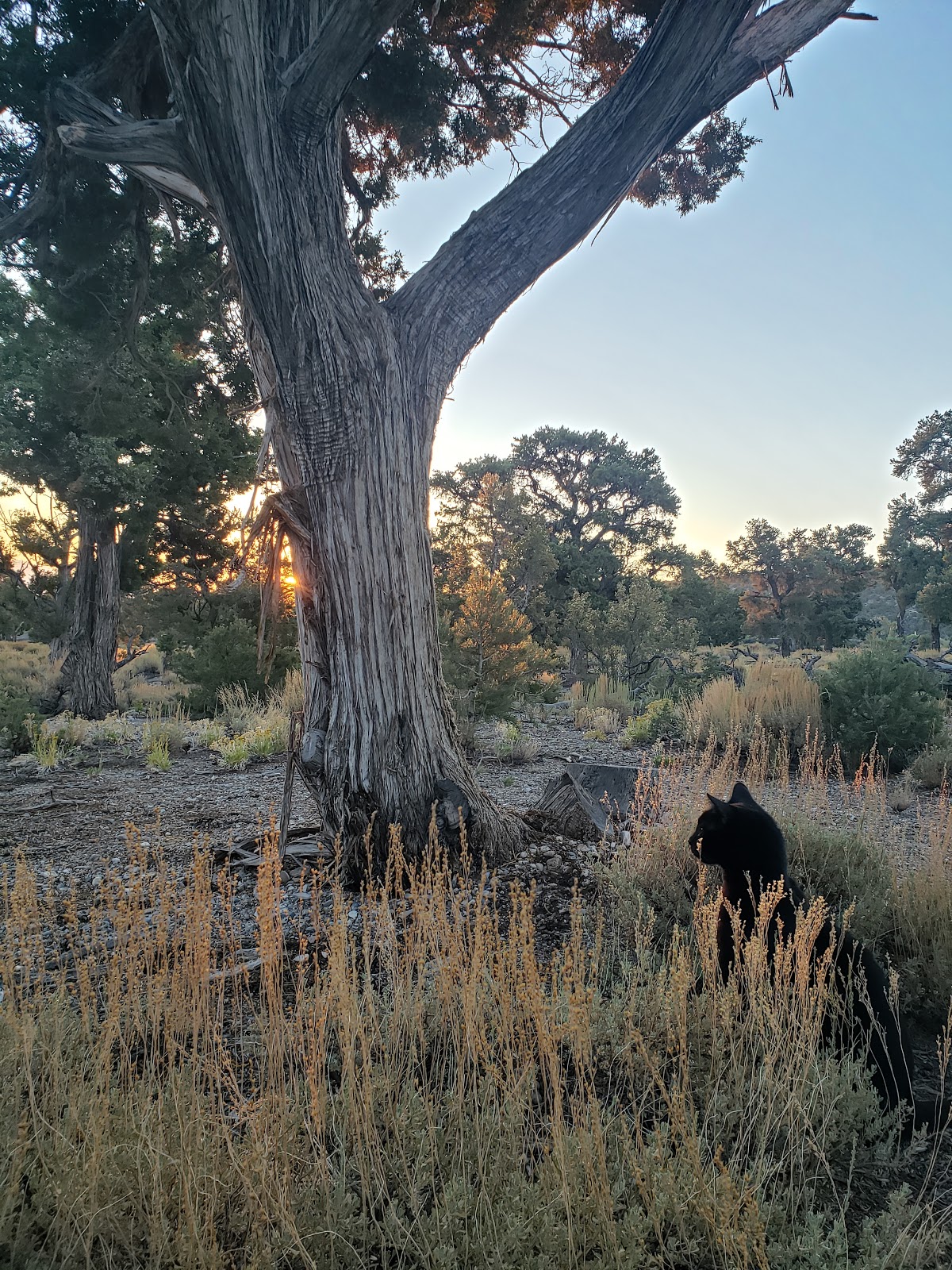 Blue Tree Group Camp