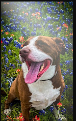 Crossed Palms RV Resortrmation