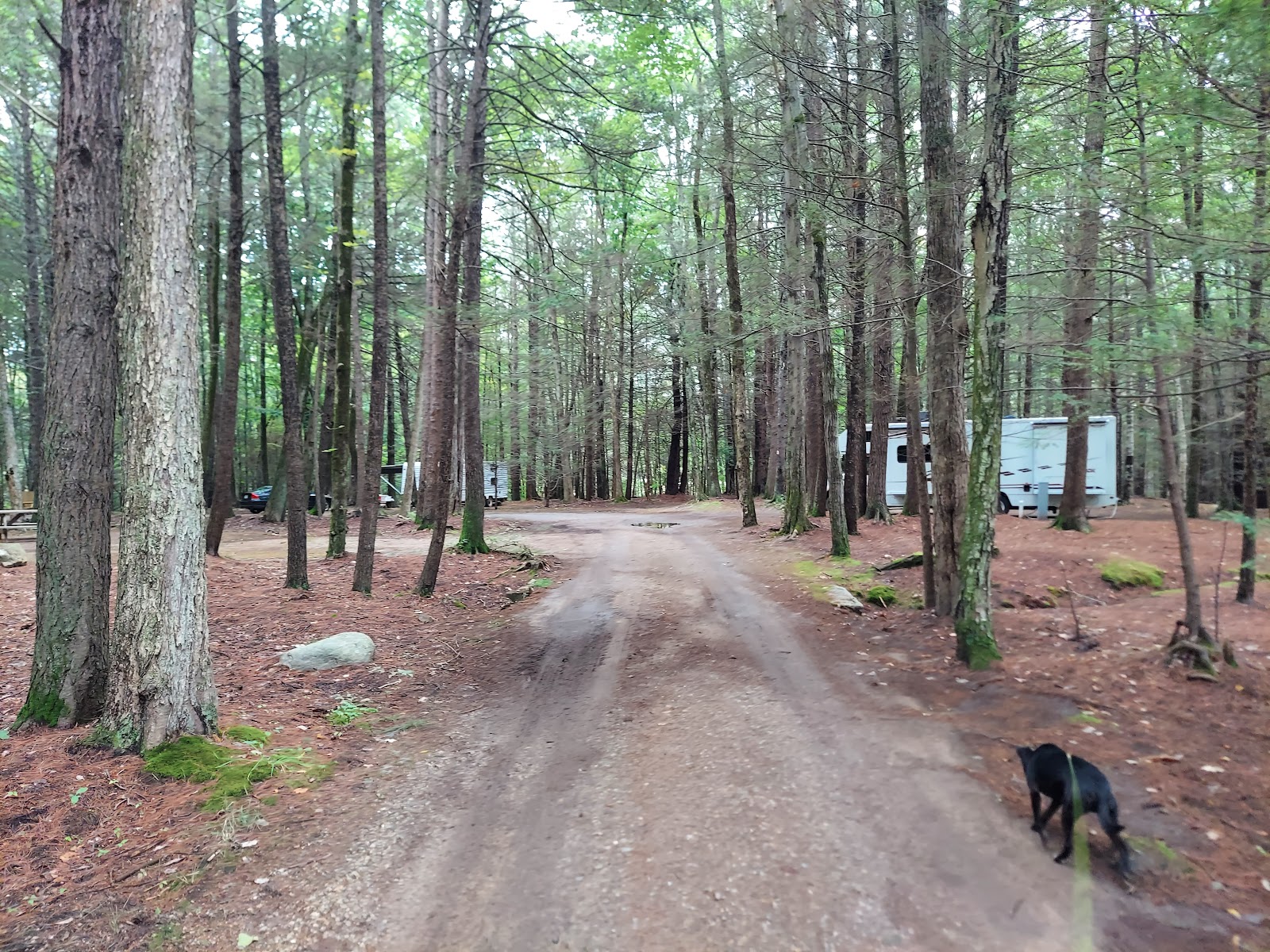 Pinederosa Camping Area