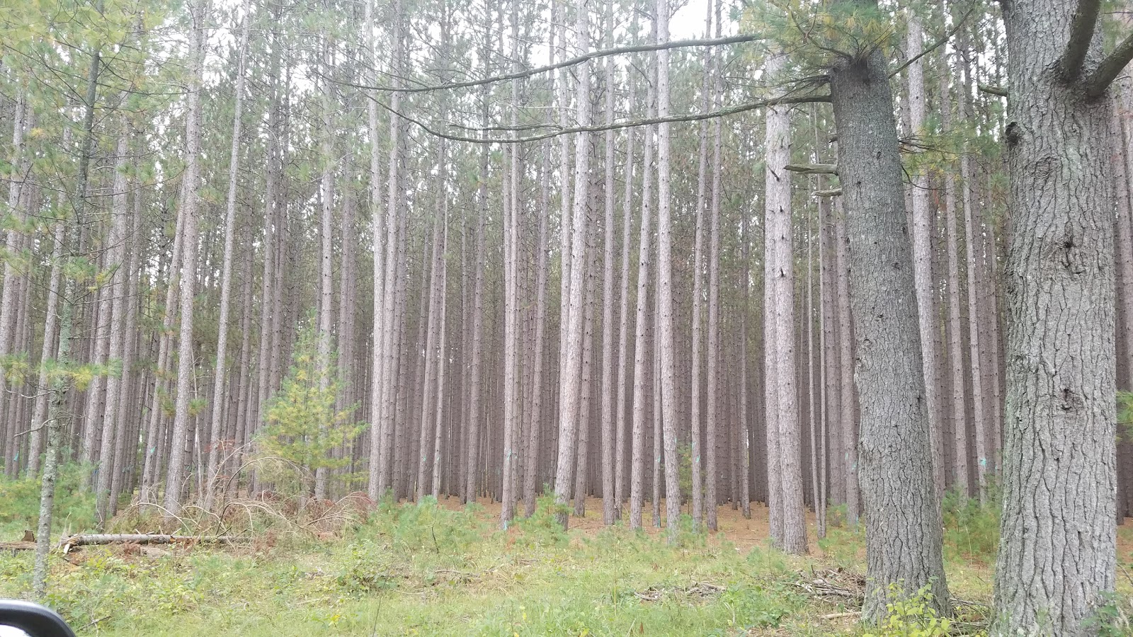 South Branch Campground