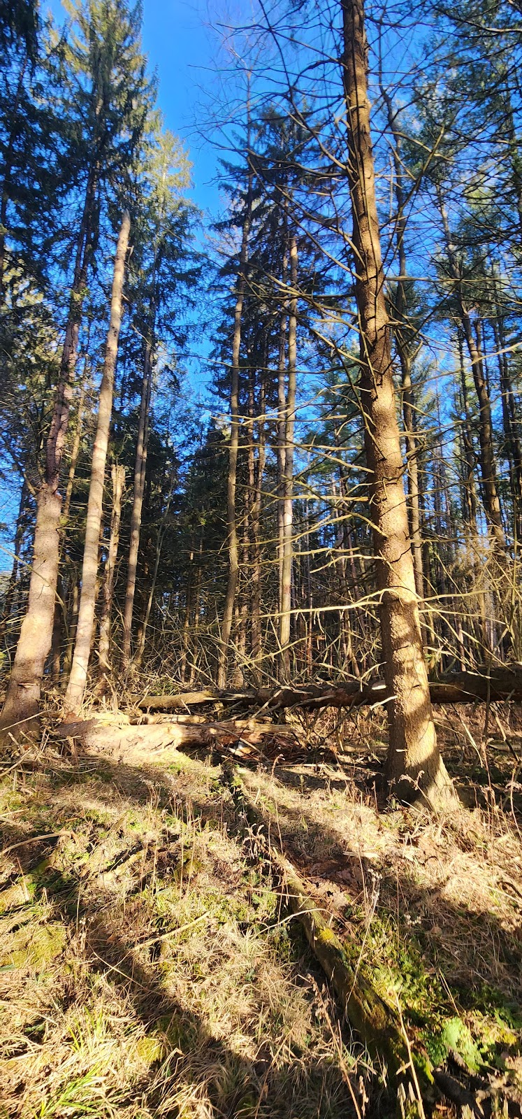 Allegany State Park (Red House Area)