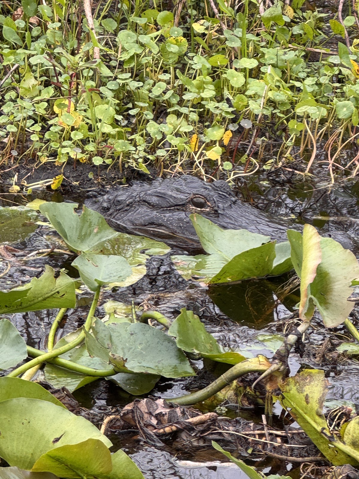 Camp Mack's River Resort Airboat Rides