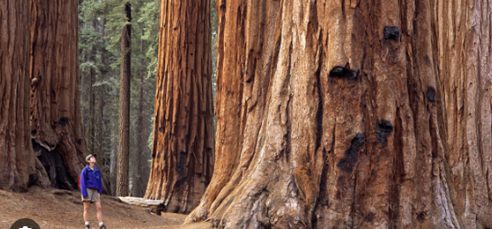 Redwood Regional Park - Skyline Gate