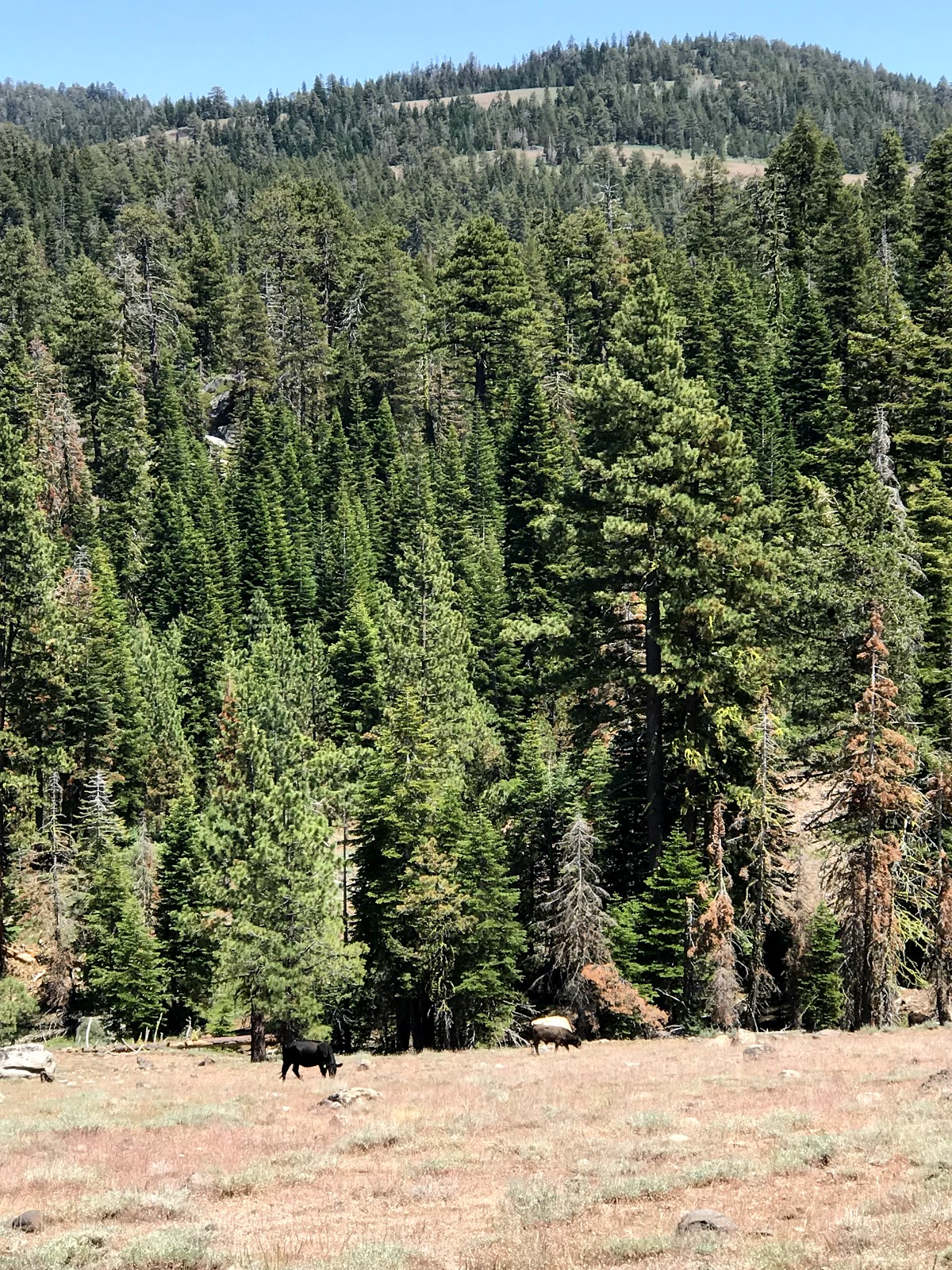 Mill Creek Campground