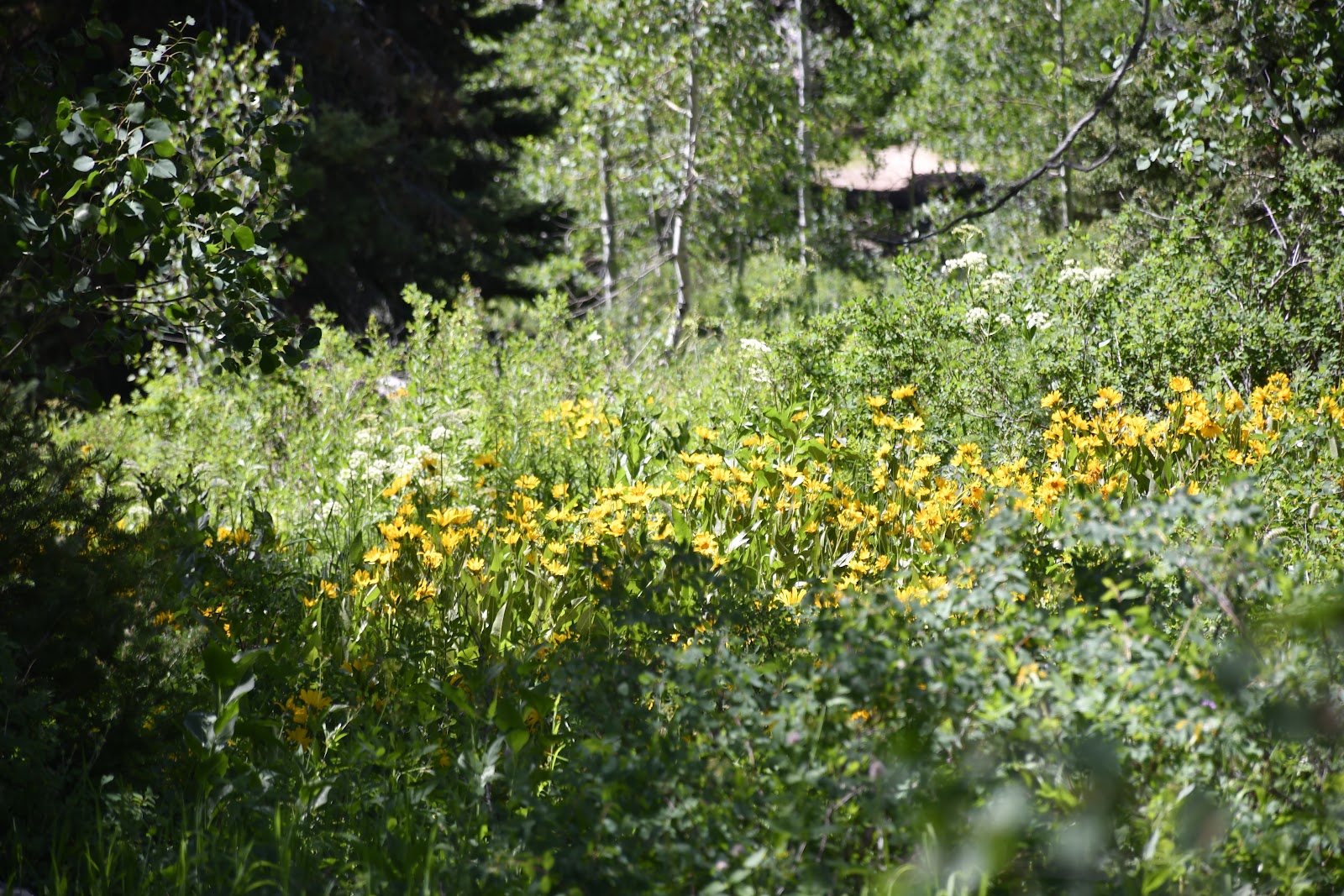 Emigration Campground