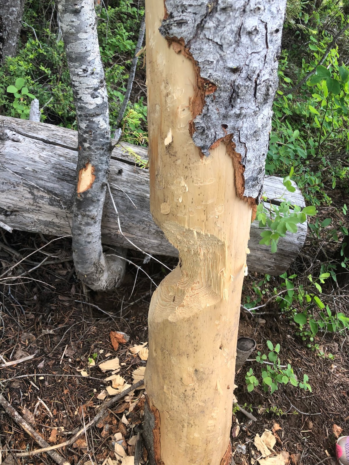 Sagehen Creek Campground