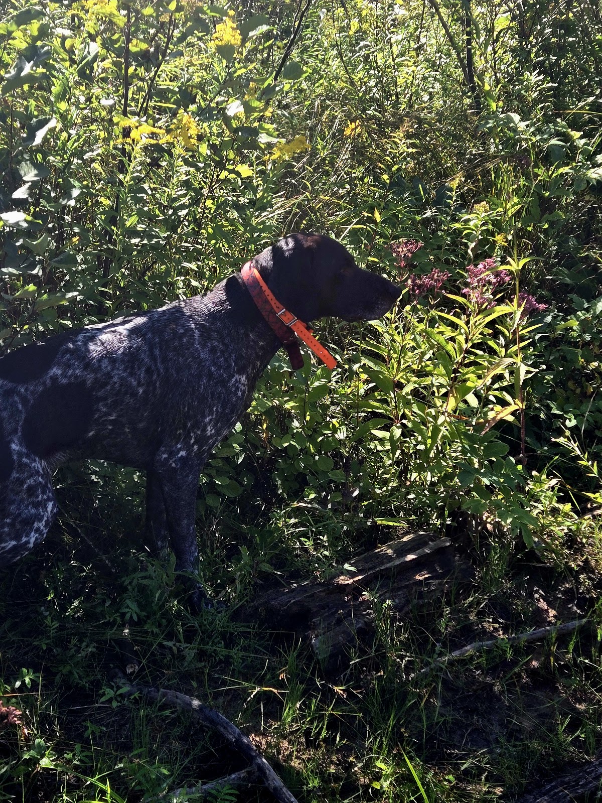 Haakwood SF Campground