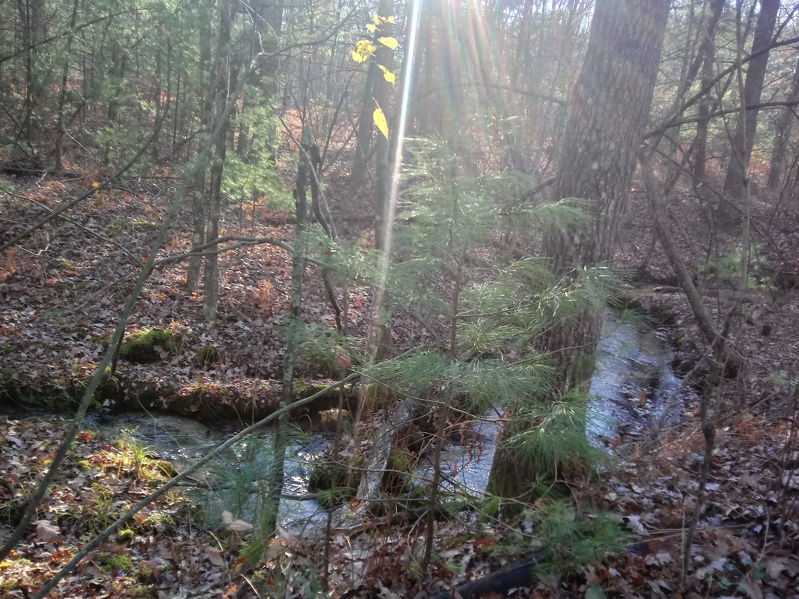 Minnie Pond Campground