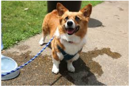 Hot Springs National Park