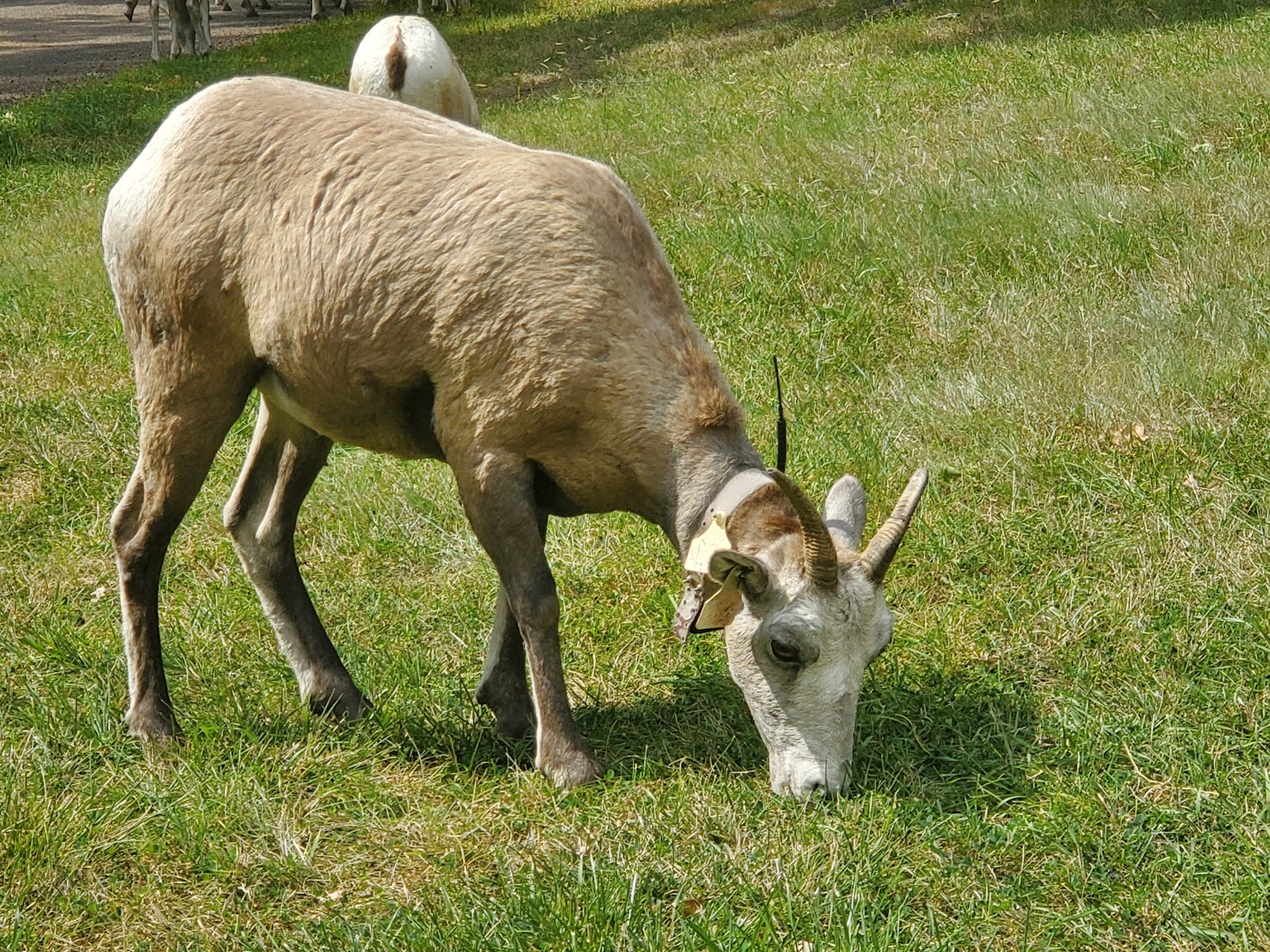 Custer State Park Grace Coolidge Campground