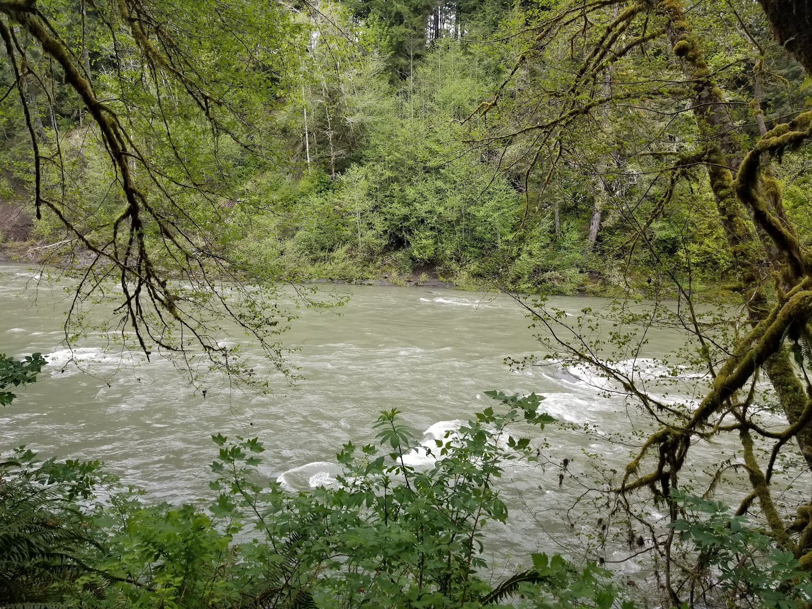 Hoh Oxbow Campground