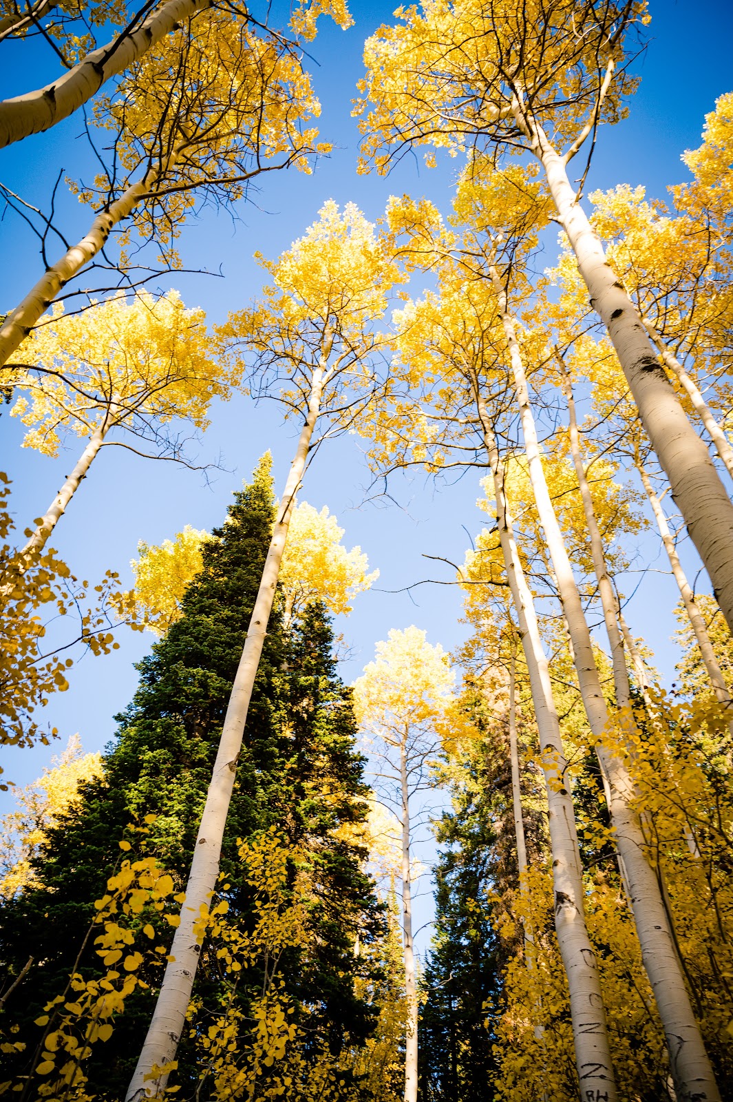 Hams Fork Campground