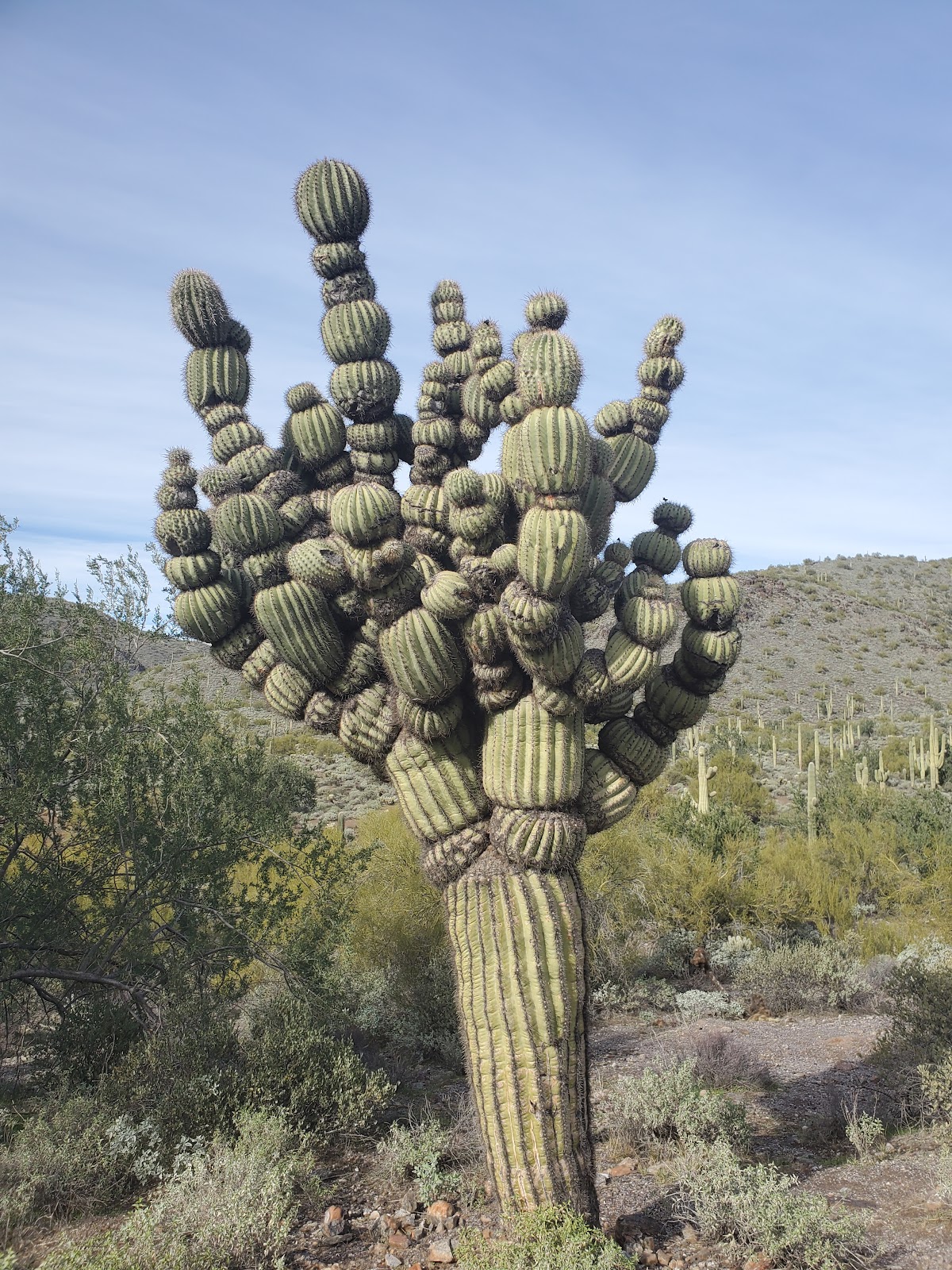 Cave Creek Regional Park Campgrounds