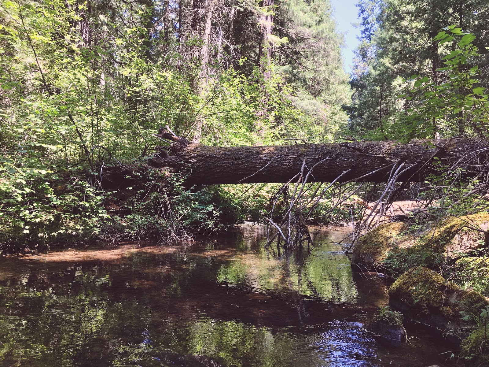 Parker Meadows Campground