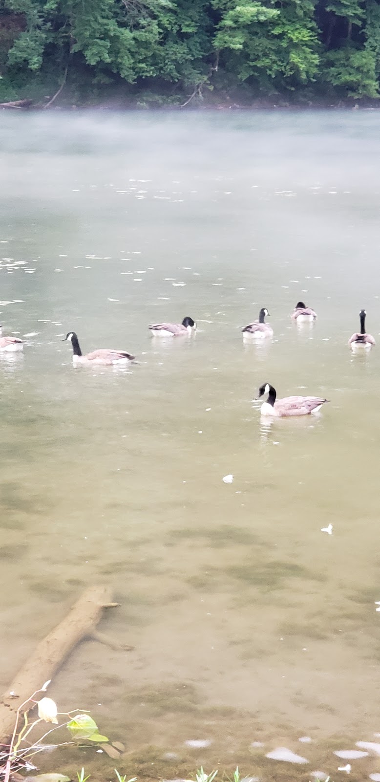 Grapevine Campground