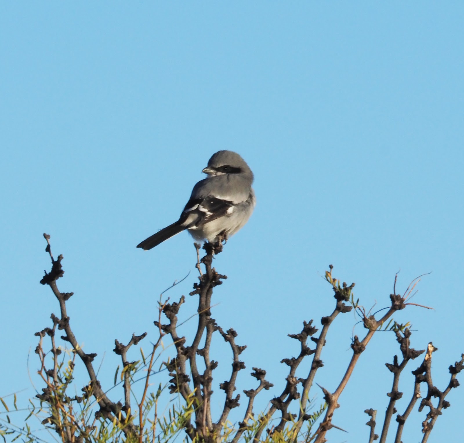 Bosque Birdwatchers RV Park