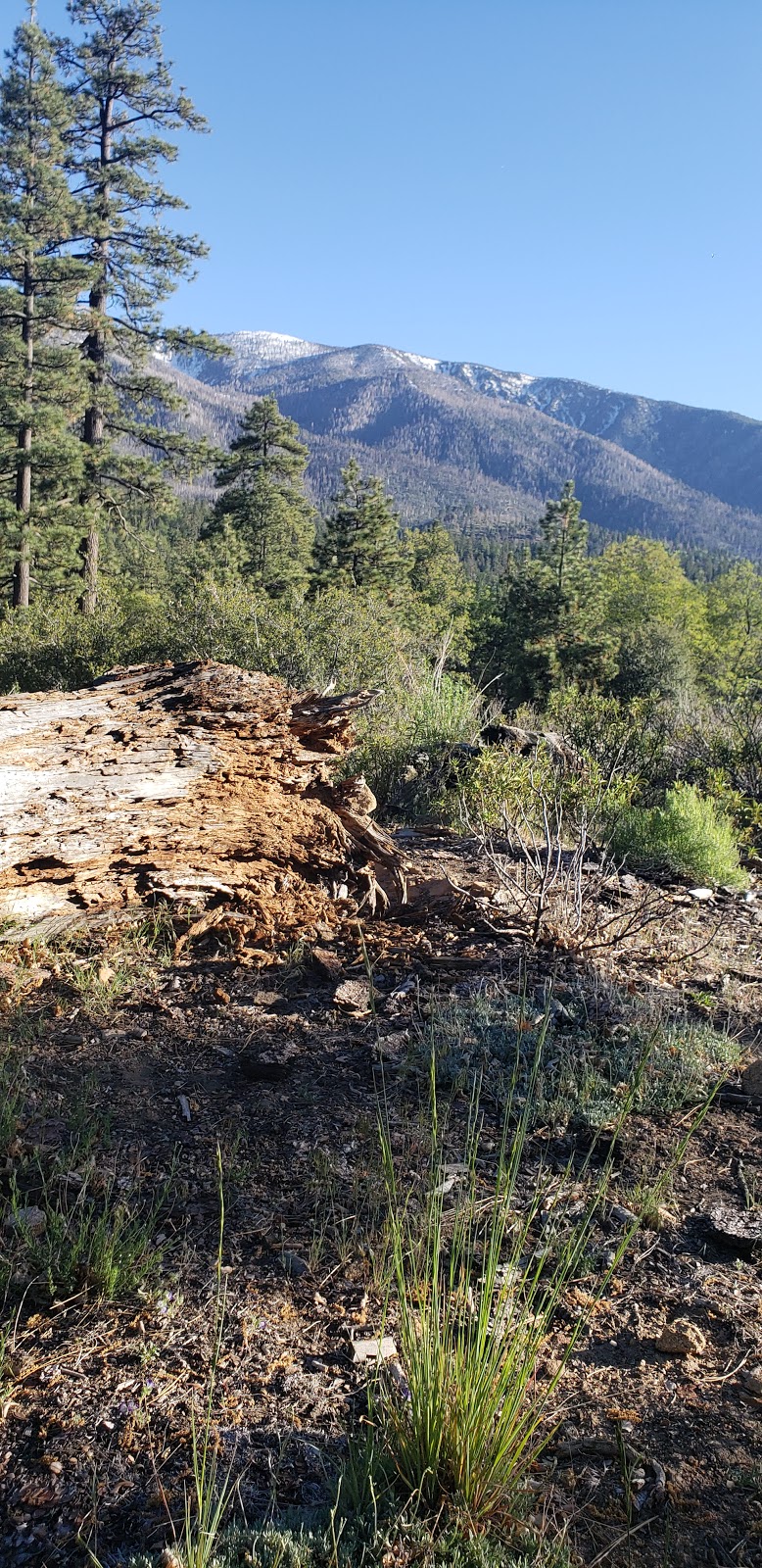 Oso Group Campground