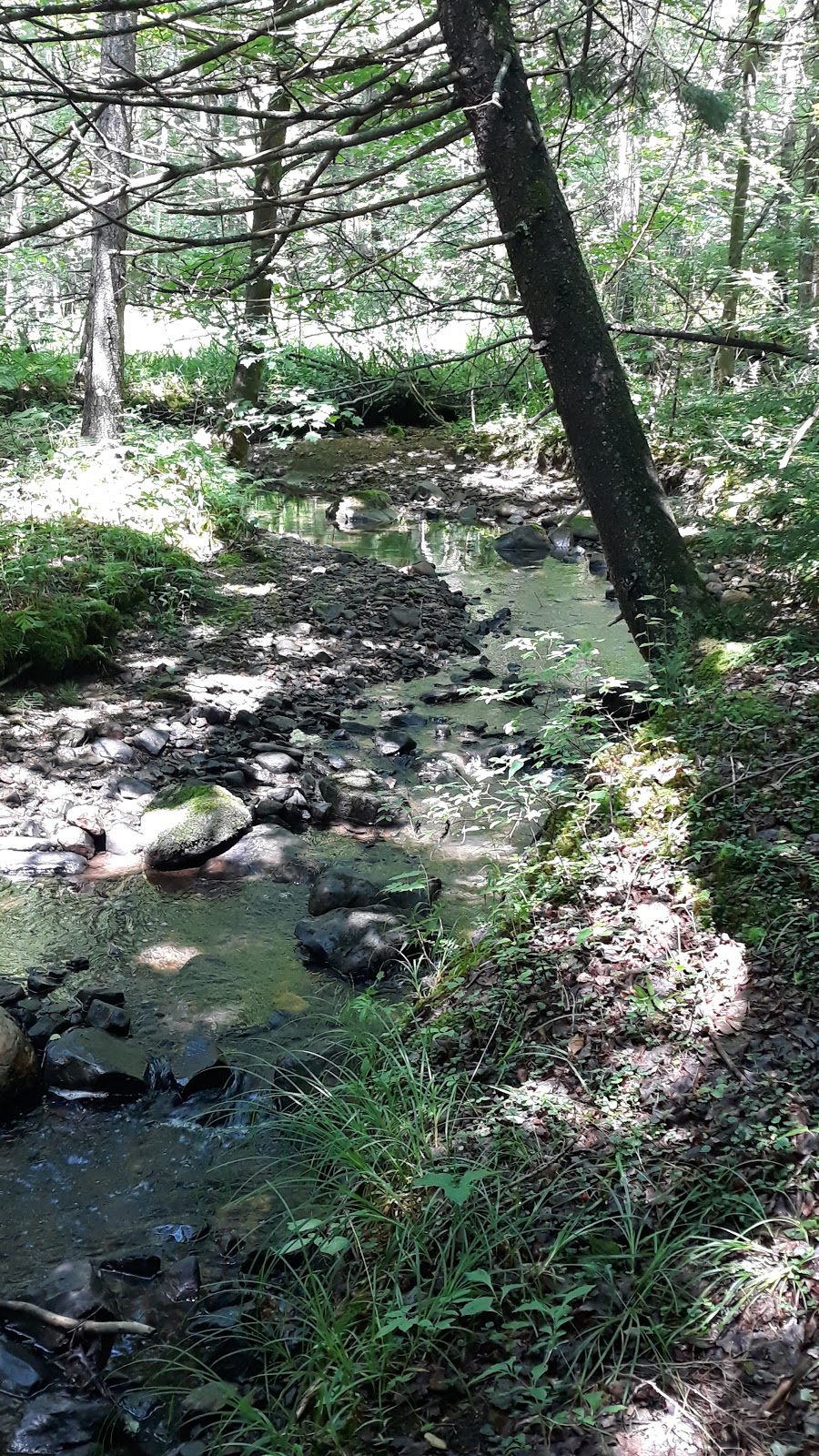 Fernwood Forest Campground