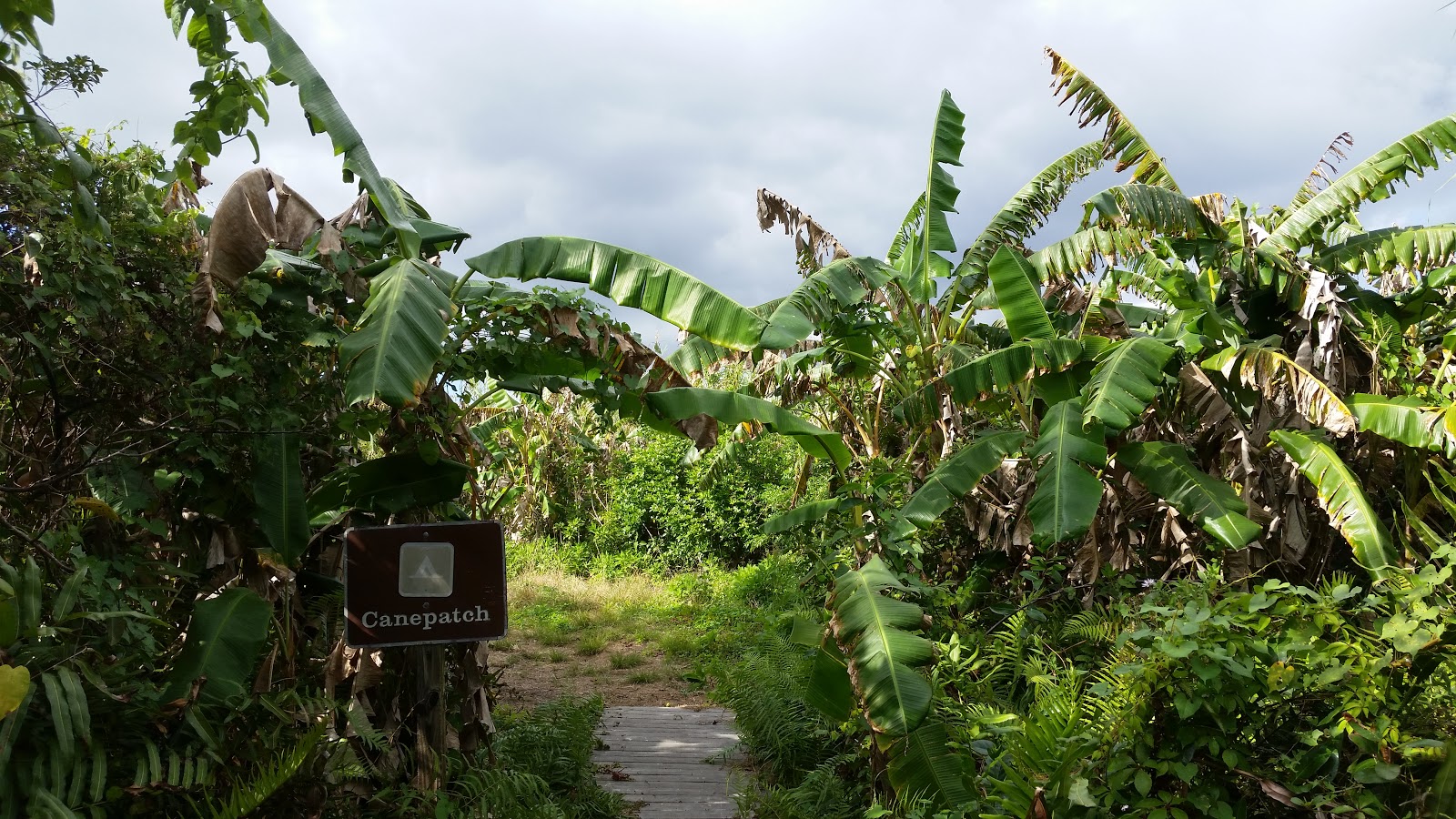 Backcountry Canepatch - Everglades National Park