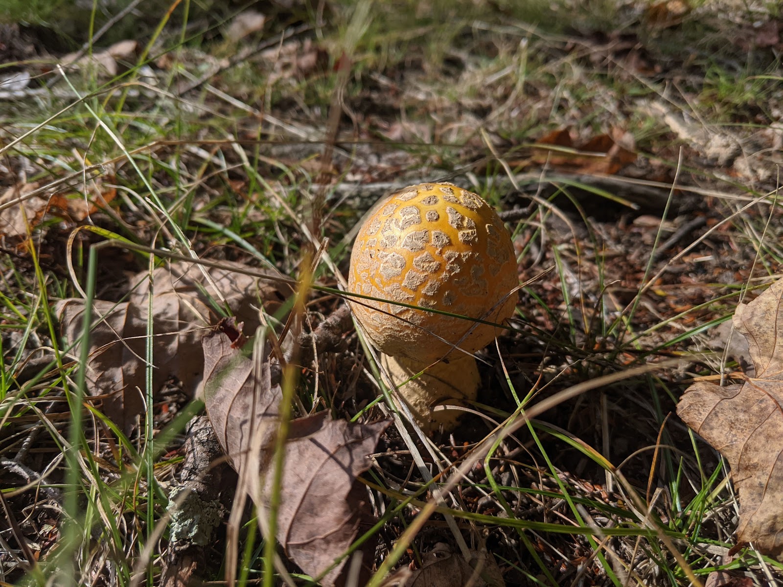 Perch Lake NF Campground