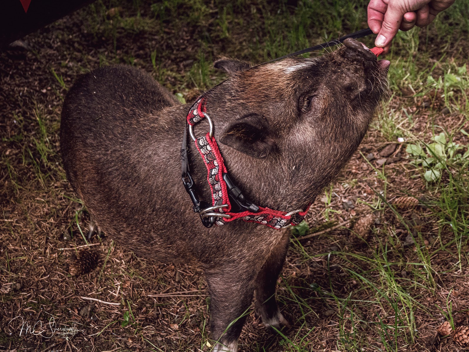 Lincoln City – KOA