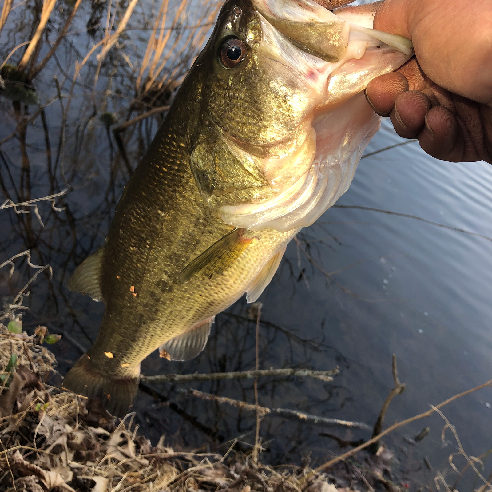 Windy Hollow Campground(camp*fish*swim)