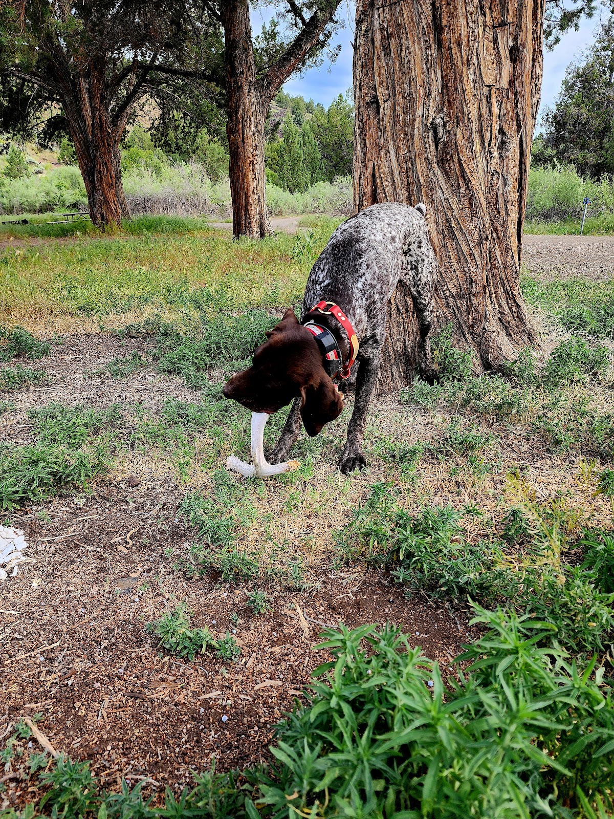 Chukar Park Campground