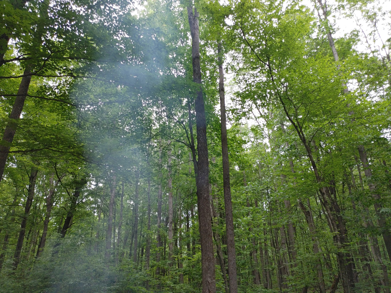 Lake of the Pines - Flambeau River SF