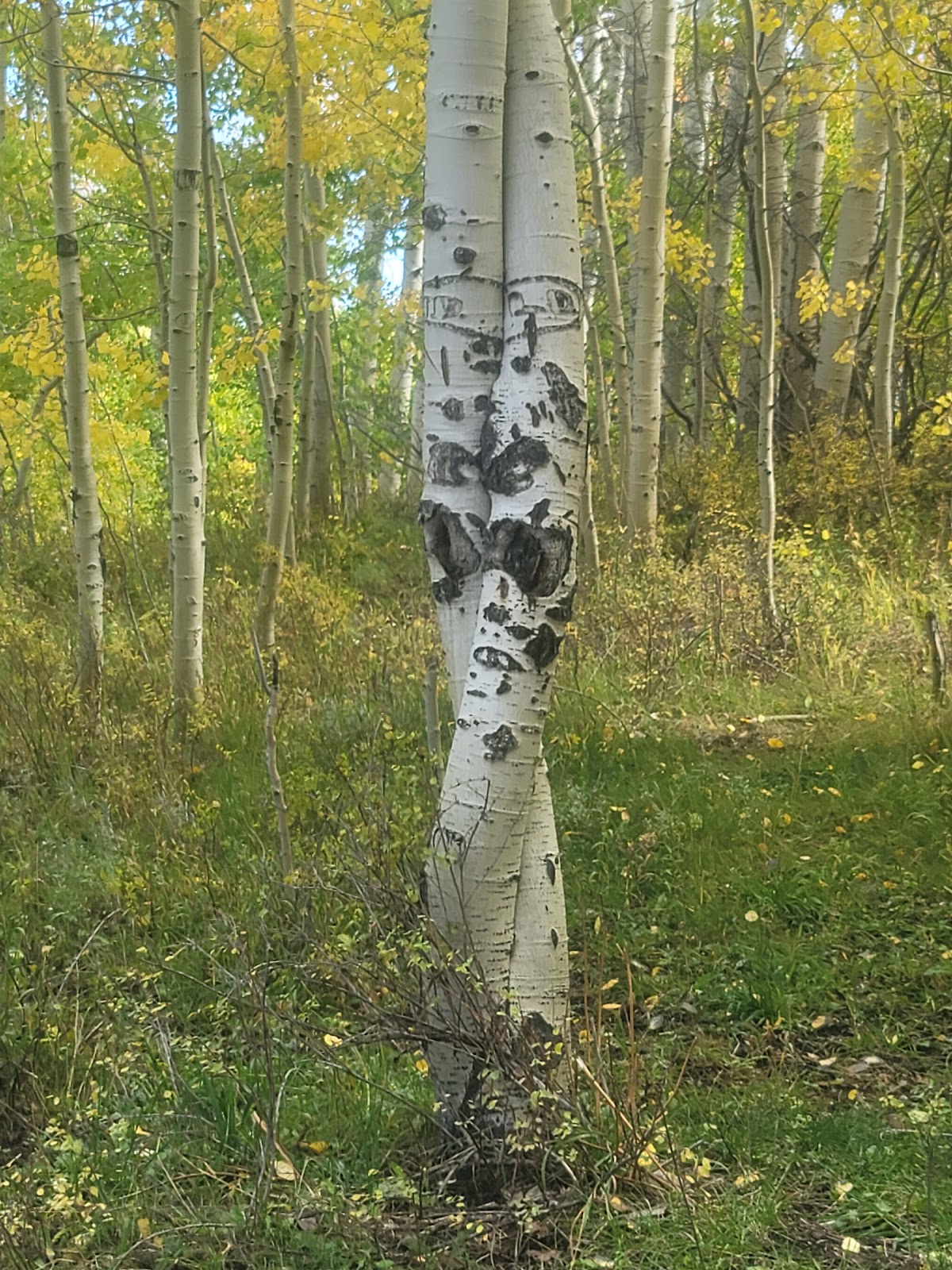 Hay Press Campground