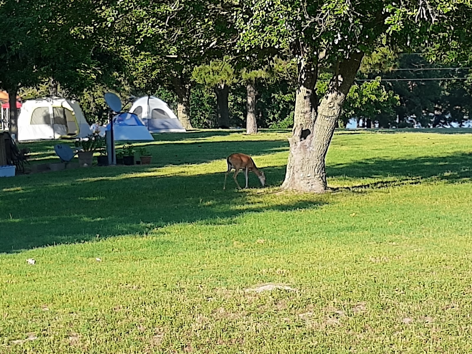 Walnut Creek Park COE