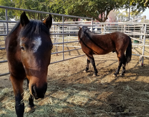 Butte County Fair