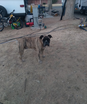 GNP--ARABIAN TRAILER OASIS