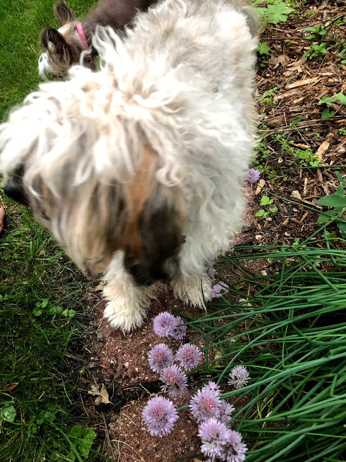 Minnesota Airstream Park