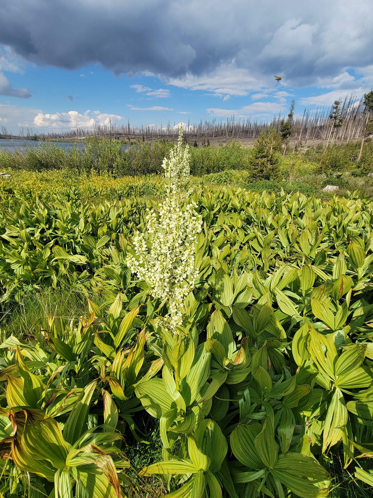 Campbell Lake Campground