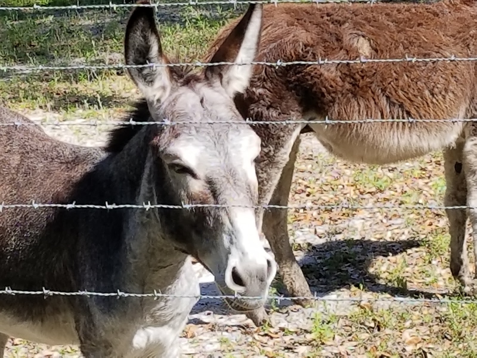 Escapees Sumter Oaks RV Park