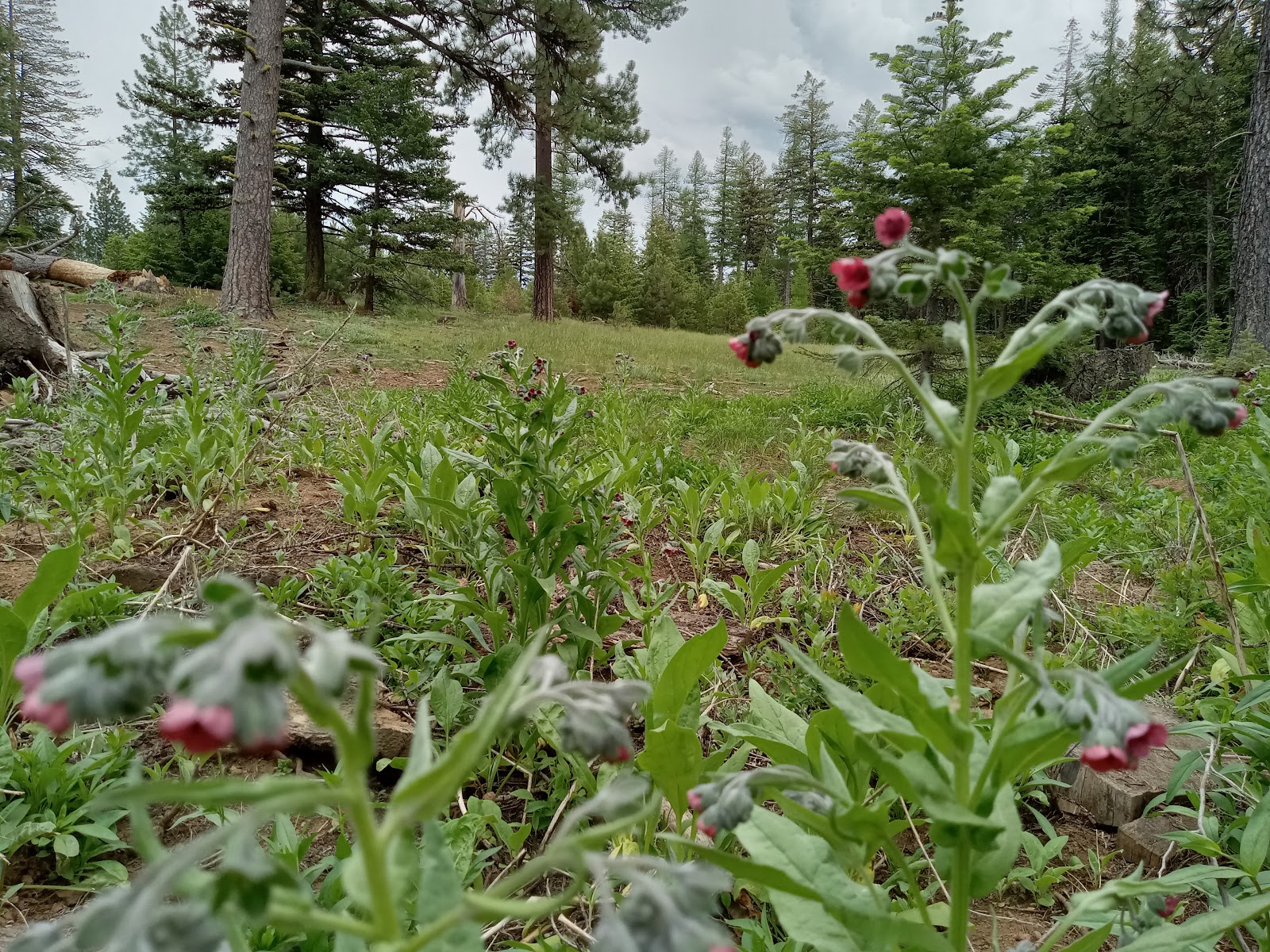 Alder Thicket Campground