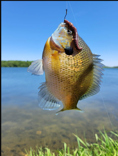 Shabbona Lake State Recreation Area