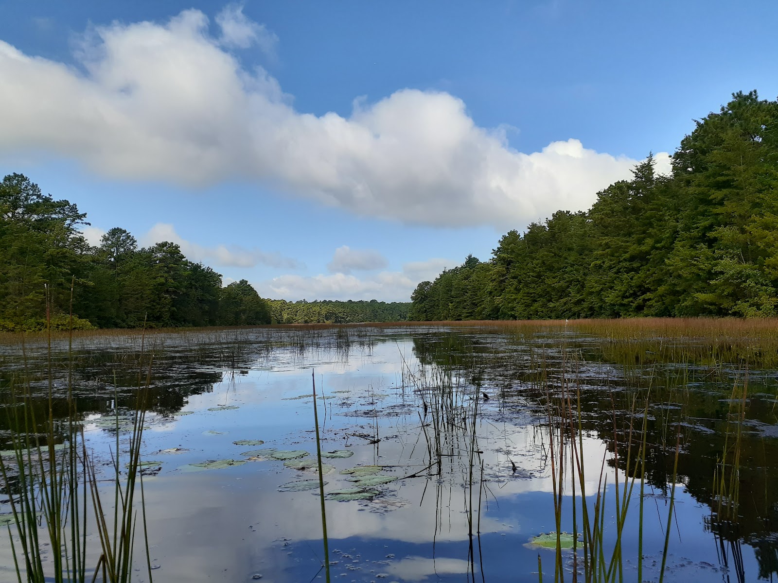 Bass River State Forest