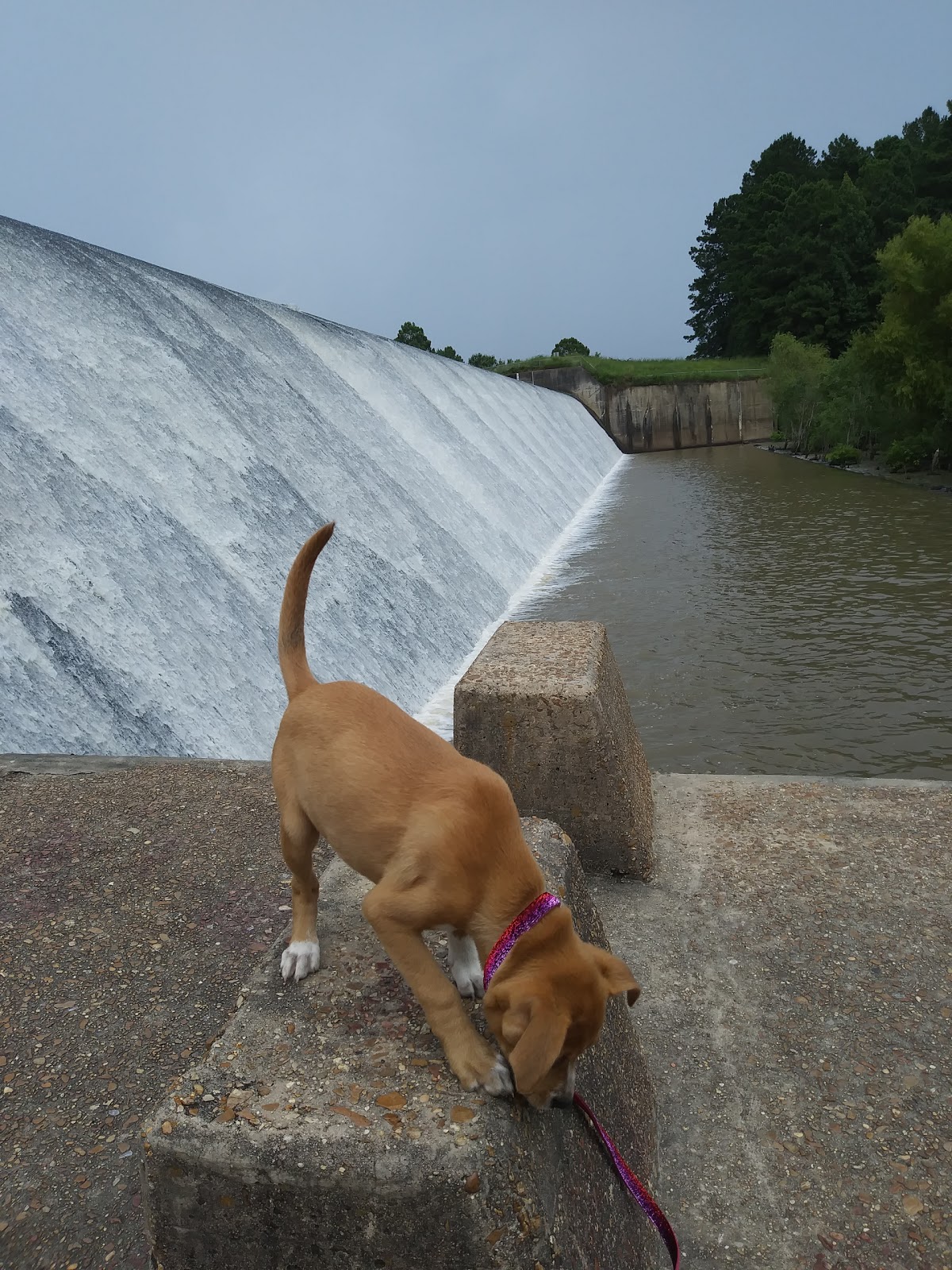 At "The Dam" on Anacoco Lake