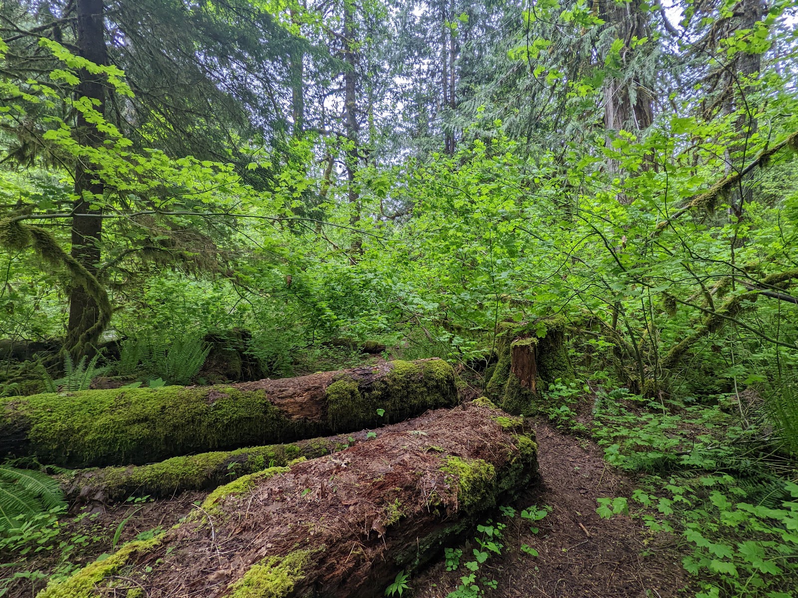 Panther Creek Campground