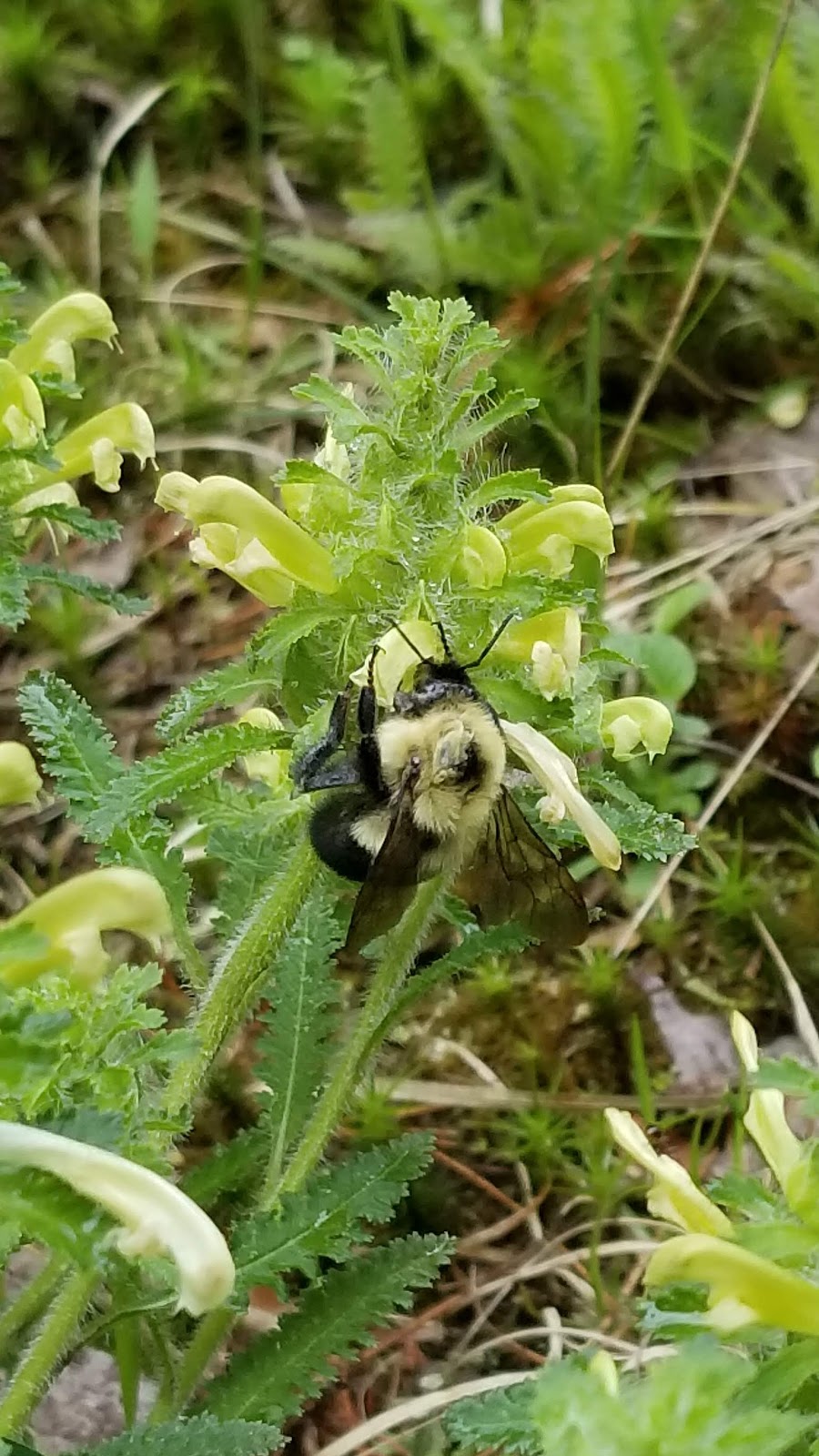 Happi Days Campground and Diner